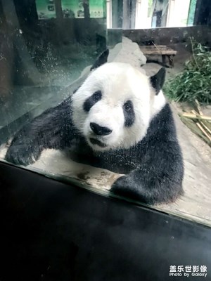 北京动物园大熊猫:萌萌