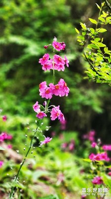 汉源桌子山红军花