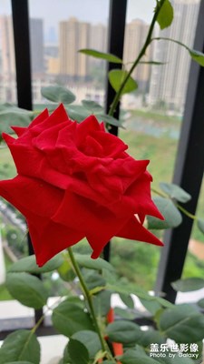 午后花