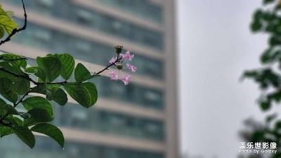 雨后随手拍