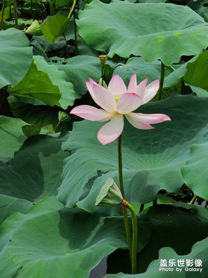 s20实拍-荷花