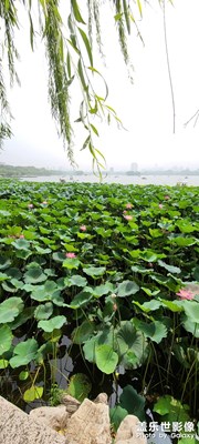 大明湖畔等不来夏雨荷