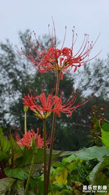 彼岸花开开两岸，花叶永不相见