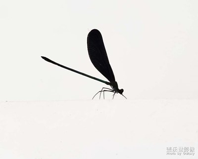 黑蜻蜓