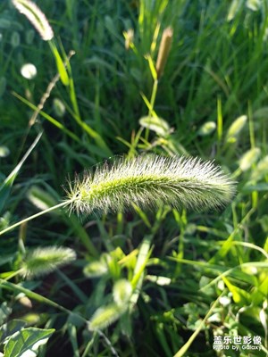 【初秋印象】+野草