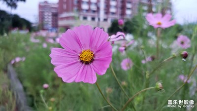 鮮花盛開