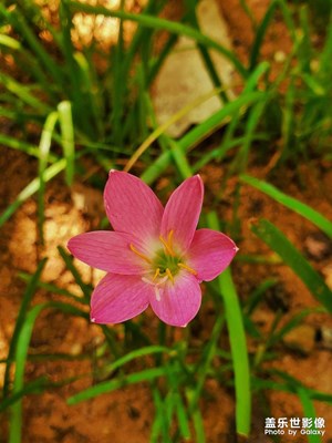 路边的野花