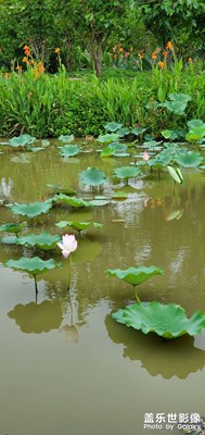 【身边小景】+公园随拍