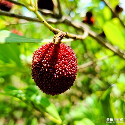 杨梅