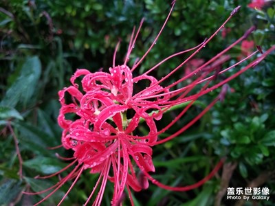 随手拍O花草系例