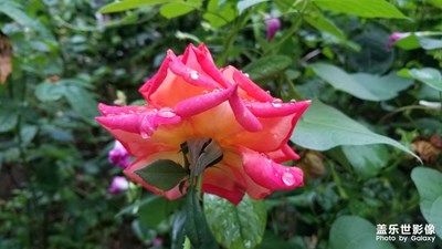 雨后的红花