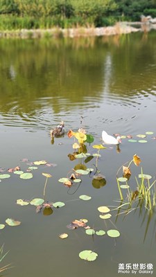 【天下秋】碧水秋塘