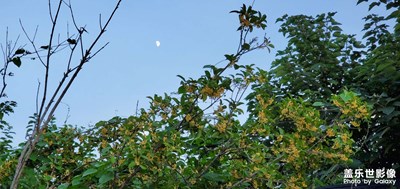 【天下秋】+丹桂飘香