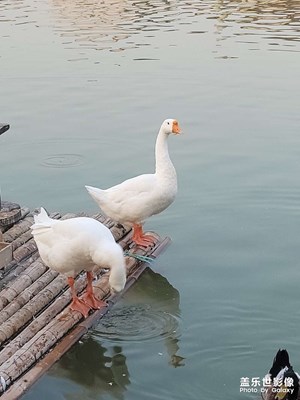 鹅