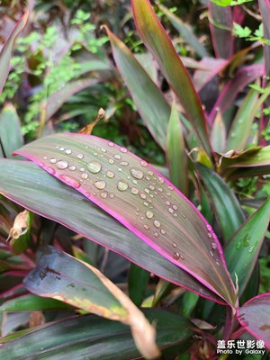 雨后叶子