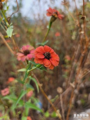 秋高花美