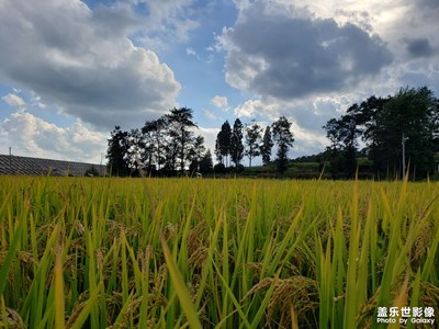 丰收的田野