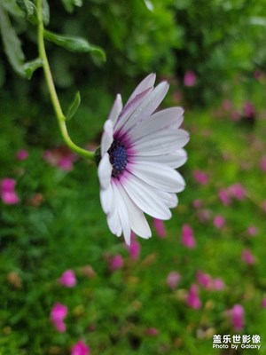 人生如花………