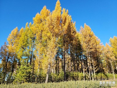 秋季草原自驾游