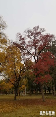【多彩深秋】+公园里的秋景