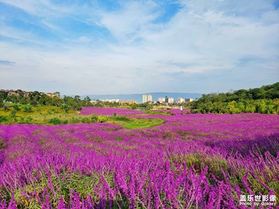 花海