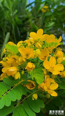 大余县牡丹亭公园