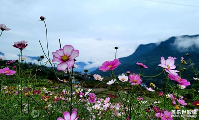 花花草草