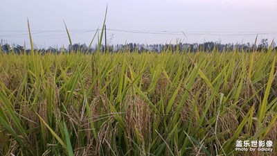 家乡的水稻