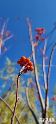 红豆豆，最相思。