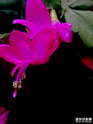 家里凉台一盆花开了