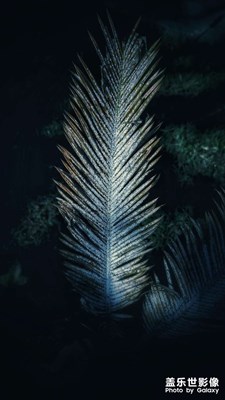 逼疯密集恐惧症的照片