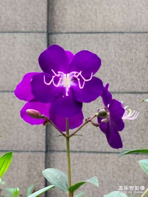 巴西野牡丹