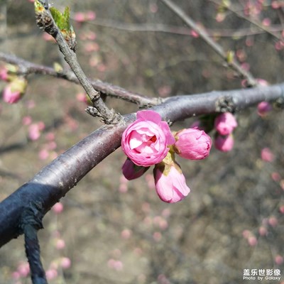 【幸福生活】+花蕾