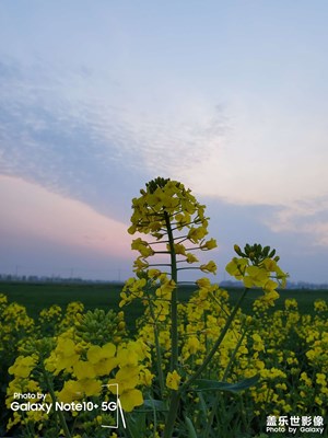 冬天过去了，又要到了，油菜花盛开的季节