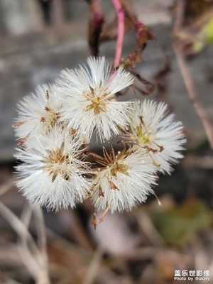 不知是什么花