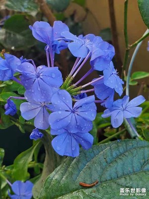 蓝雪花夏天也能开出最美的花，耐高温
