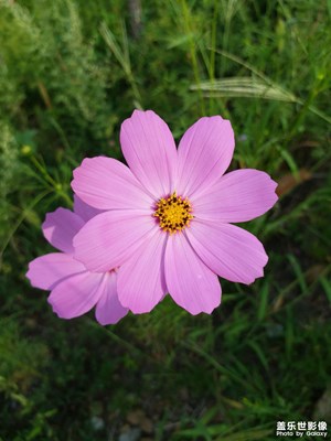 【随拍的乐趣】+扫帚梅花