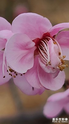 大余梅花大观园梅花开