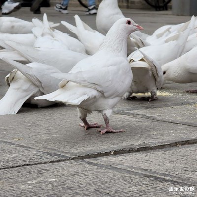 广场上的白鸽，