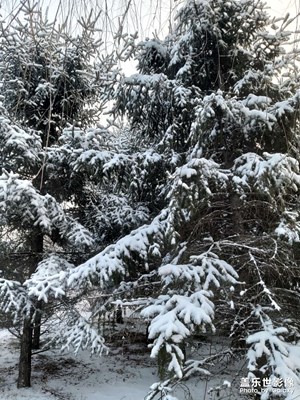 望着窗外的雪