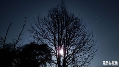 夜空中的一棵树