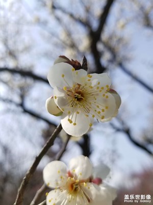 梅花山的梅花都开了