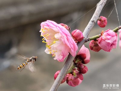 试了试S20U的微距