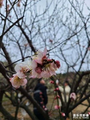 香山赏梅