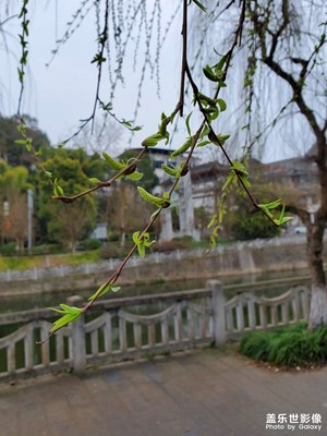 河边看柳