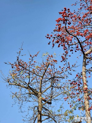 春暖花开