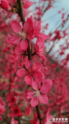 骑行大余吉村解放鹰嘴桃基地