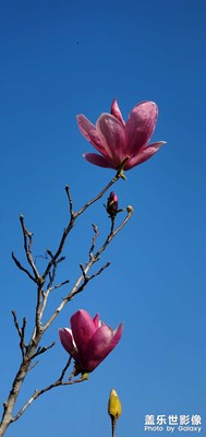 新年随拍