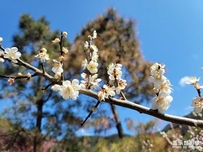 送你一朵小红花