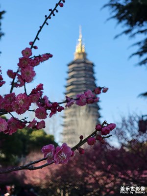 不经一番寒彻骨，怎得梅花扑鼻香